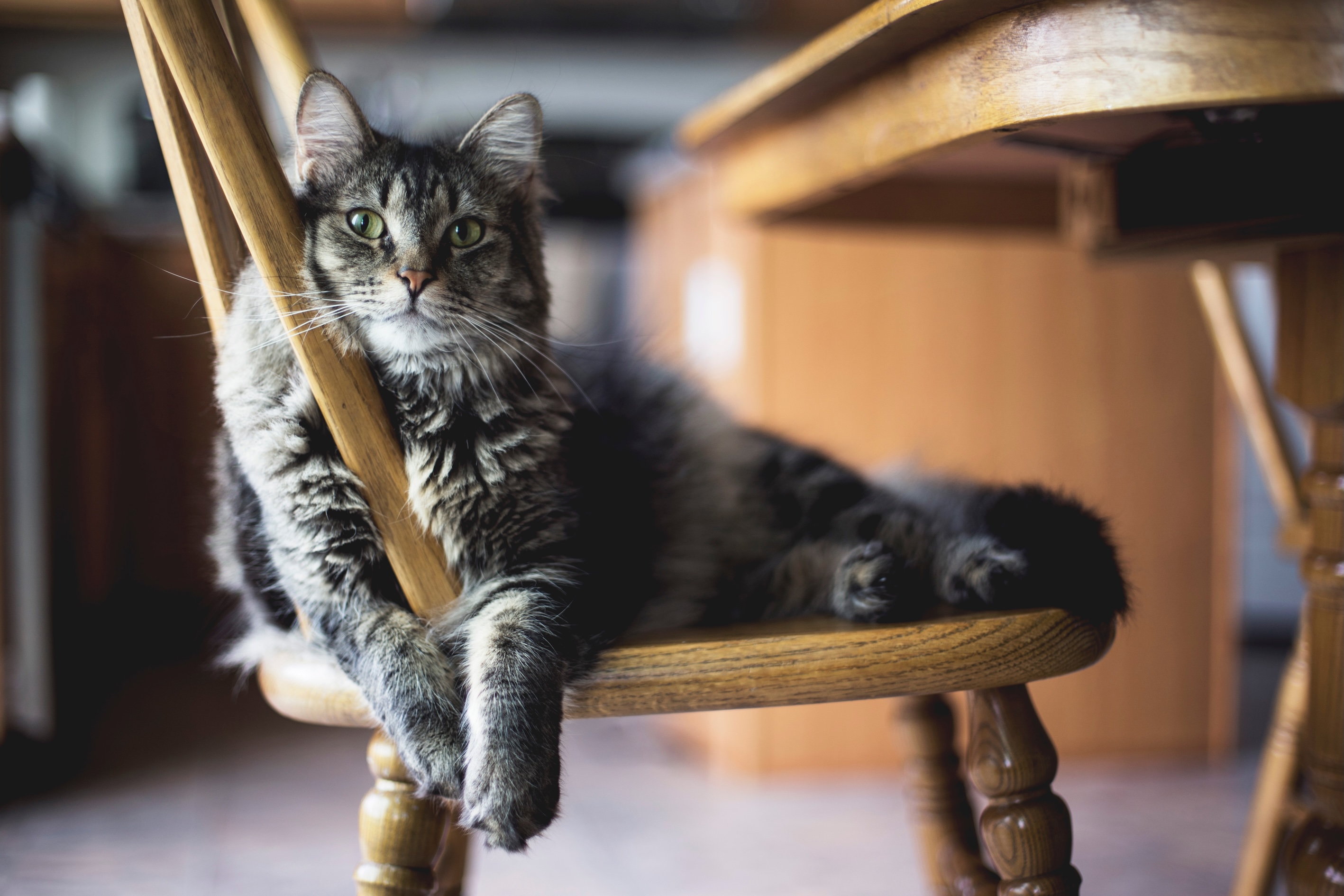 Choosing the Best Floor Coverings for Pet Owners